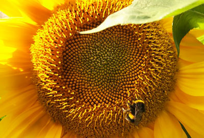 Sunflower and the Bee sunflower at the residential care home whittlesey